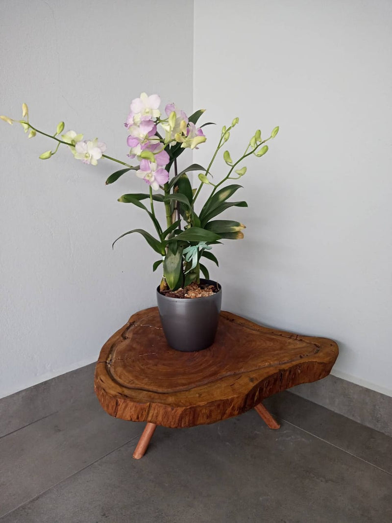 Live Edge Plant Stand | Solid Wood Planter Stand | Rustic Plant Display
